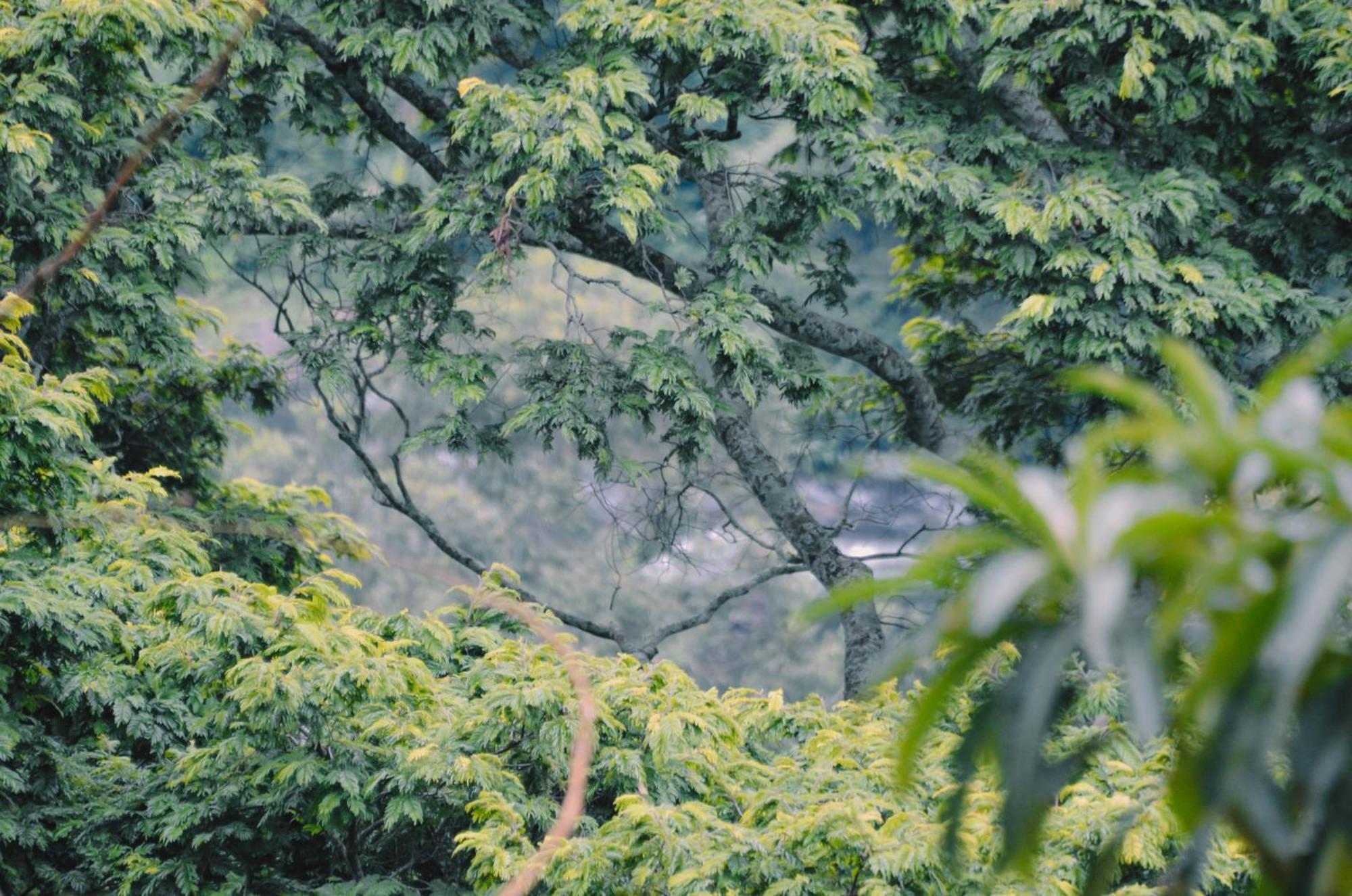 Kaliwa Lodge モシ エクステリア 写真