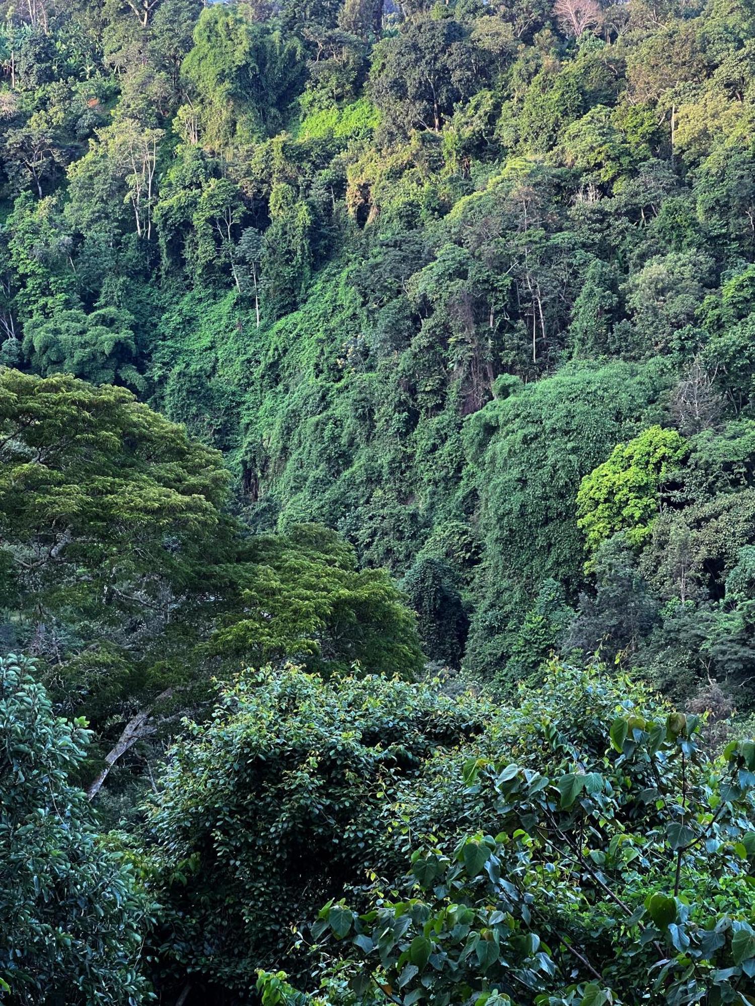Kaliwa Lodge モシ エクステリア 写真